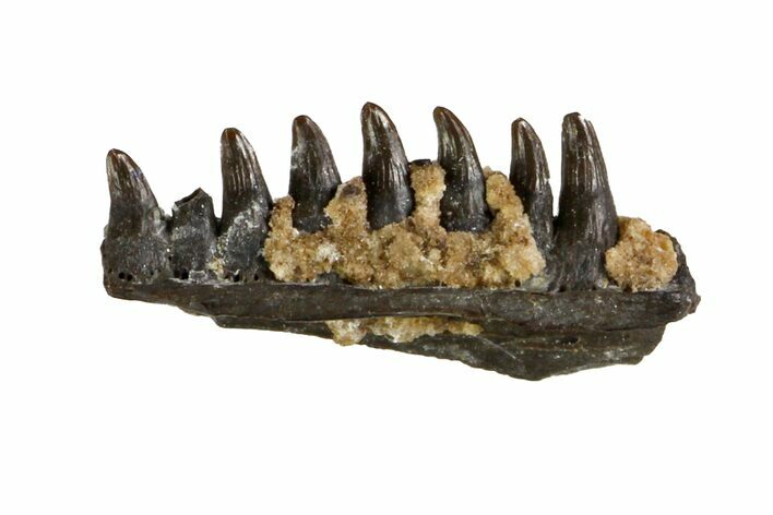 Permian Synapsid (Mycterosaurus?) Jaw Section - Oklahoma #140091
